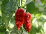 Naga Morich